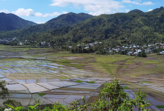 Lembor (the largest rice field region within Manggarai)